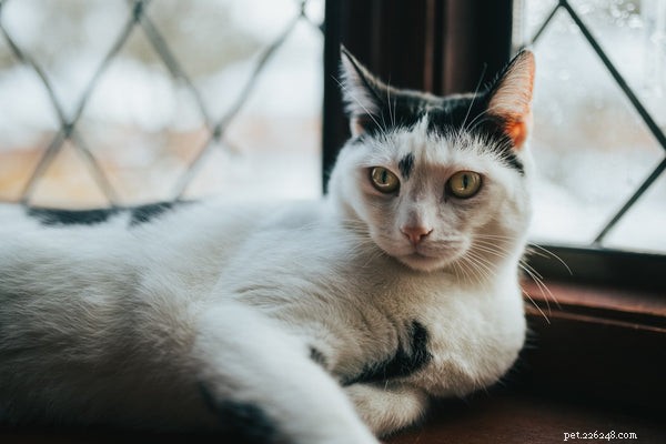 Quanto vivono i gatti indoor:aspettativa di vita tipica