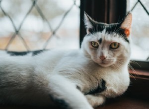 Jak dlouho žijí domácí kočky:Typická délka života