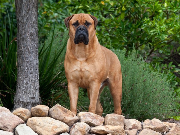 Voici les 5 meilleures races de chiens de garde