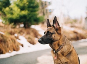 Zde je 5 nejlepších plemen strážních psů
