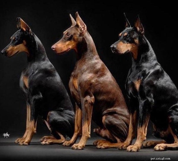 ここに5つの最高の番犬の品種があります 
