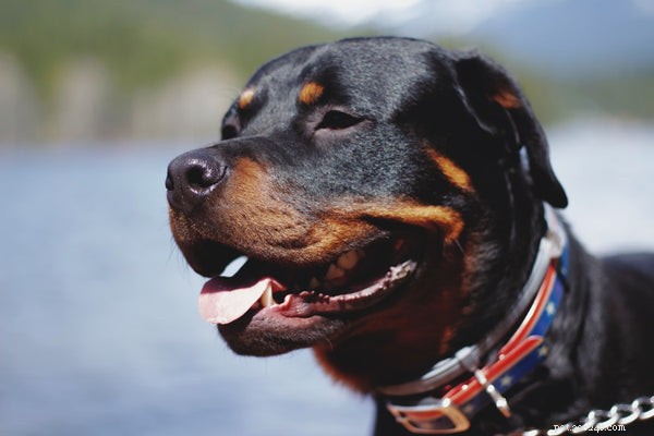 Voici les 5 meilleures races de chiens de garde