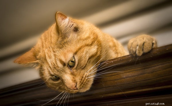 Bästa klumpande kattsand:Vad du behöver veta innan du köper