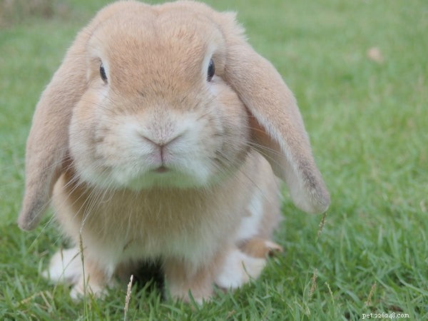 Grote konijnenrassen:wat u moet weten