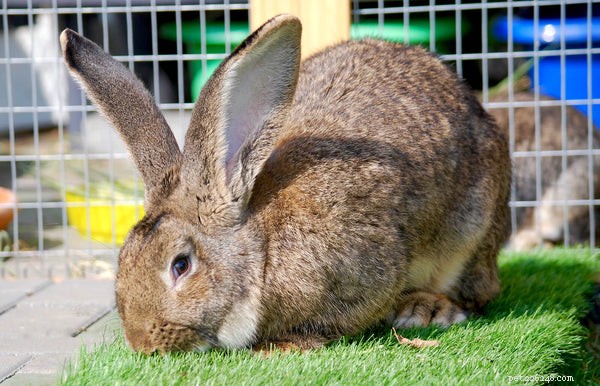 Raças de coelhos grandes:o que você precisa saber