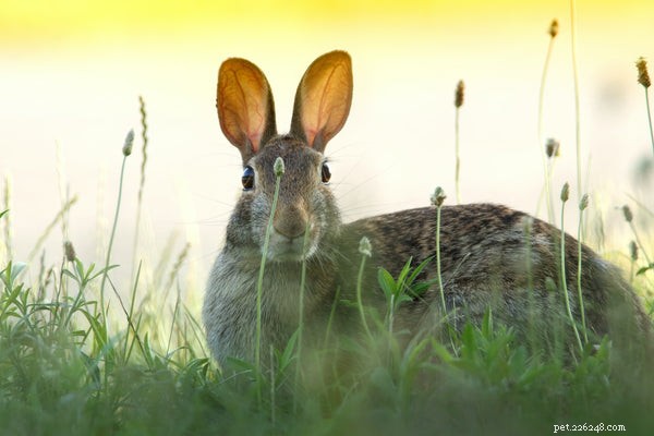 Velká plemena králíků:Co potřebujete vědět