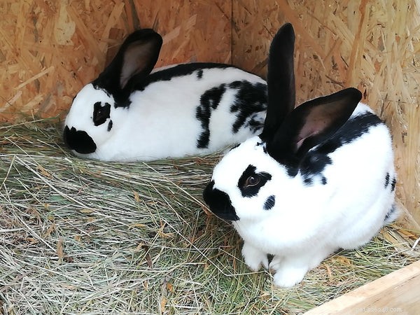 Grote konijnenrassen:wat u moet weten