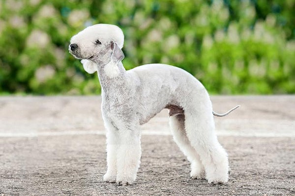 Ecco 8 stupende e meravigliose razze di cani di piccola taglia che non perdono pelo