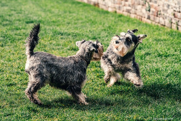 ここに流さない8つの驚くべき素晴らしい小型犬の品種があります 
