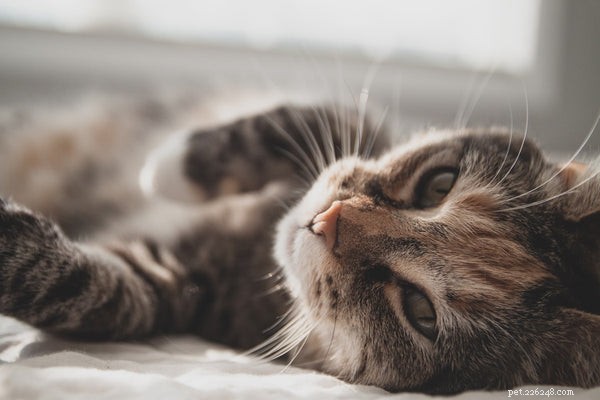 5 tips du behöver veta för att hålla katter svala på sommaren