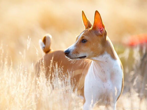 Nejstarší psí plemena:těchto 5 psů musíte znát