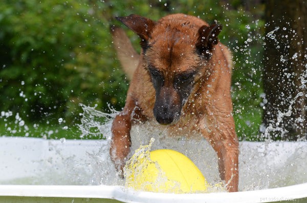 Come mantenere i cani al fresco in estate:5 modi che devi sapere