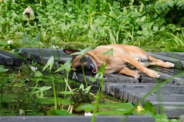 Come mantenere i cani al fresco in estate:5 modi che devi sapere