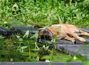 Как охладить собак летом:5 способов, которые вам необходимо знать