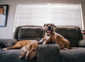 Собаки и фейерверки:5 вещей, которые нужно знать, чтобы защитить своего питомца