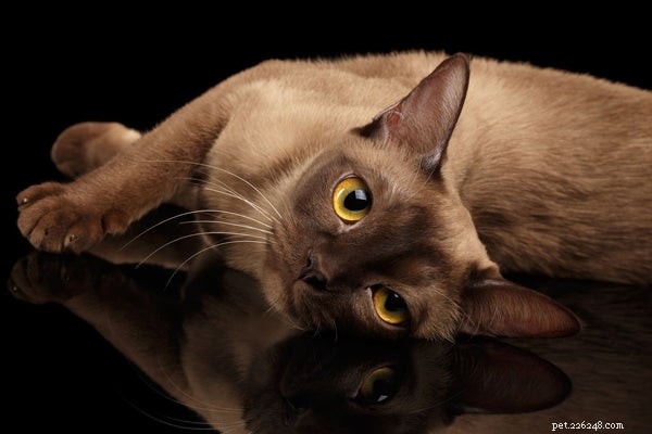 5 удивительных кошек, которые не линяют