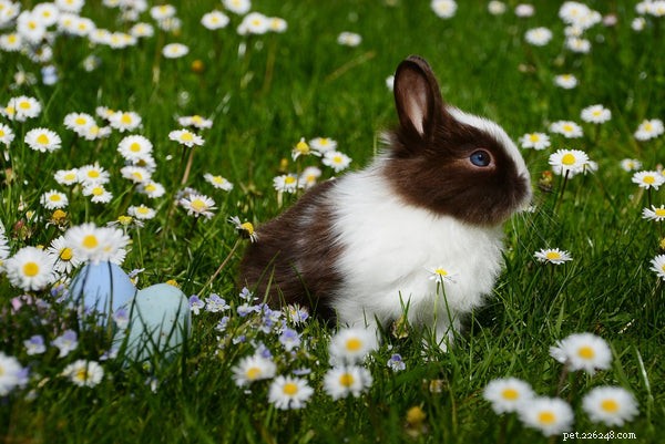 Beste konijnenvoer:wat u uw konijn moet voeren