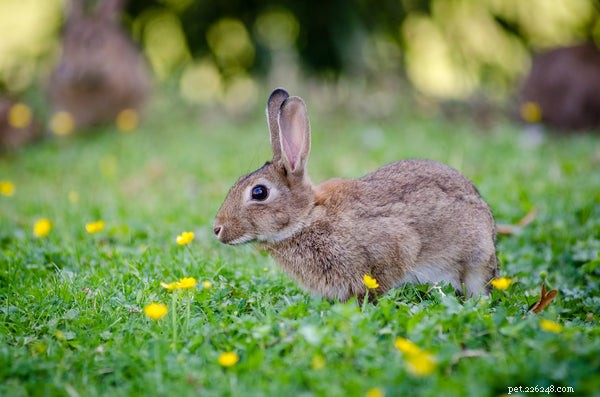 Bästa kaninmat:vad du bör mata din kanin
