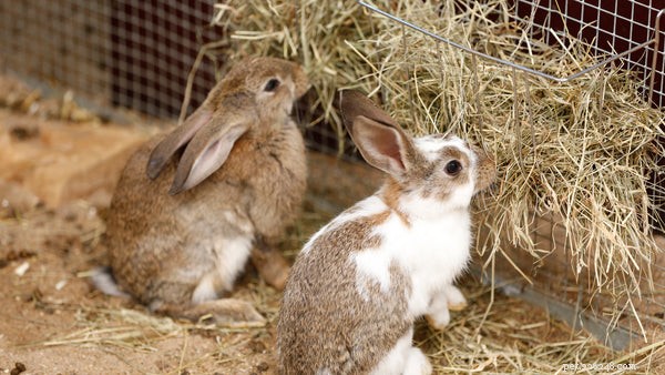 Melhor comida de coelho:como você deve alimentar seu coelho