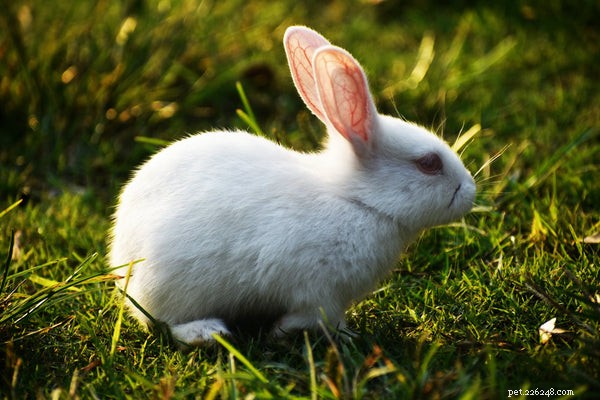 Bästa kaninmat:vad du bör mata din kanin