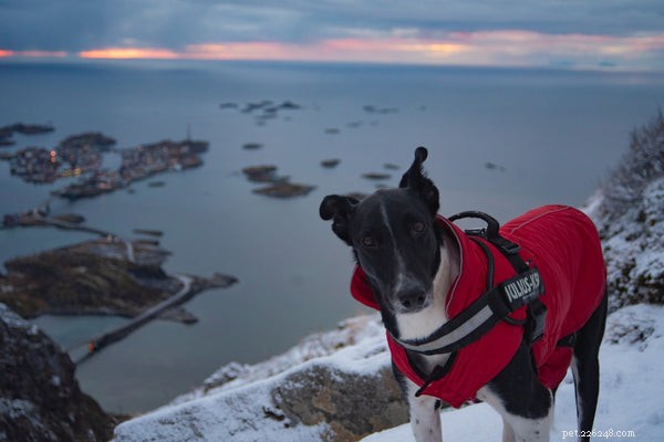 Cosa devi sapere sull escursionismo con i cani