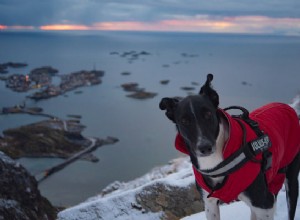 Co potřebujete vědět o turistice se psy