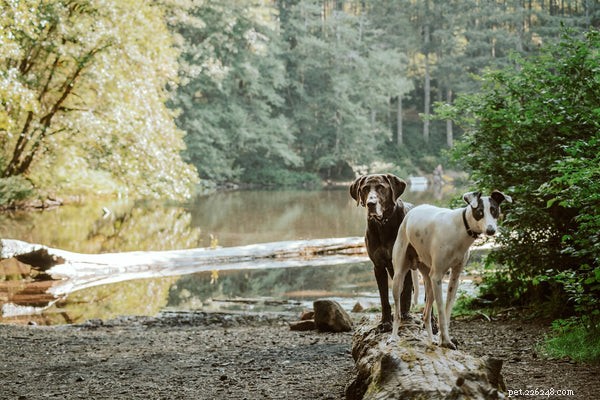 Vad du behöver veta om vandring med hundar