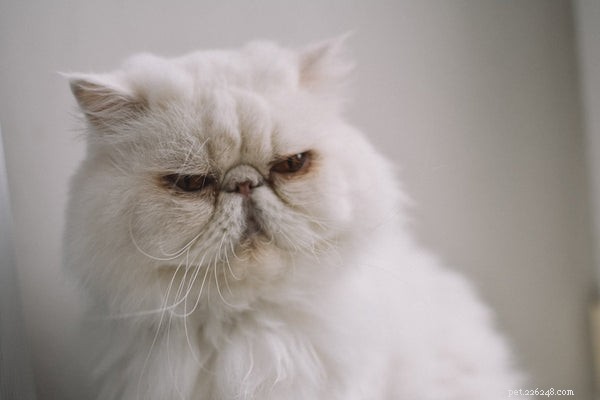 Cosa devi sapere sulla personalità del gatto persiano
