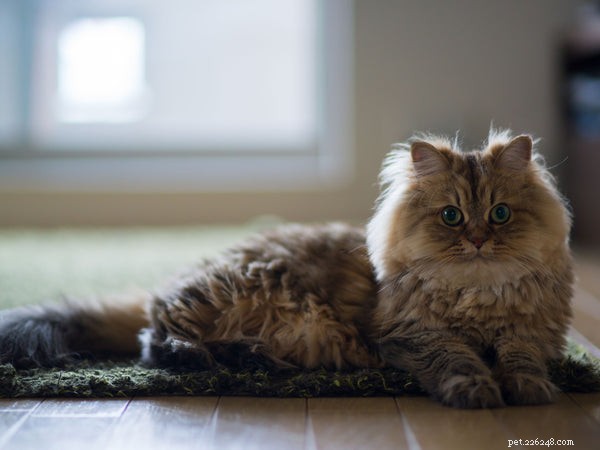 Что нужно знать о характере персидской кошки