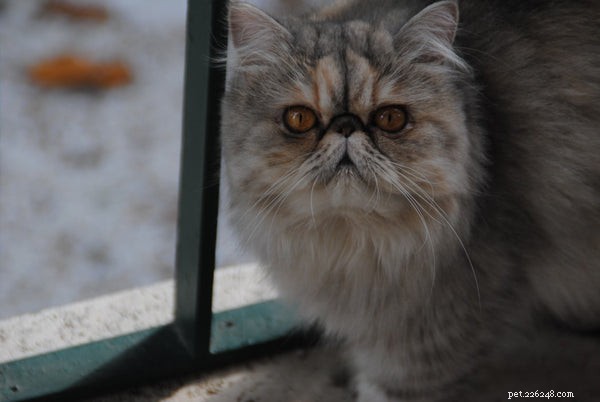 Ce que vous devez savoir sur la personnalité du chat persan