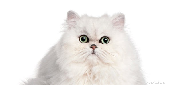 O que você precisa saber sobre a personalidade do gato persa