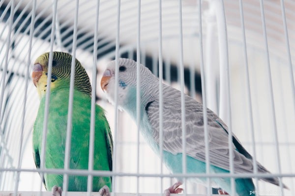 Différents types d oiseaux :tout ce que vous devez savoir avant d adopter