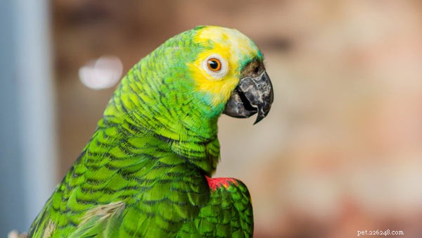 Verschillende soorten vogels:alles wat u moet weten voordat u adopteert