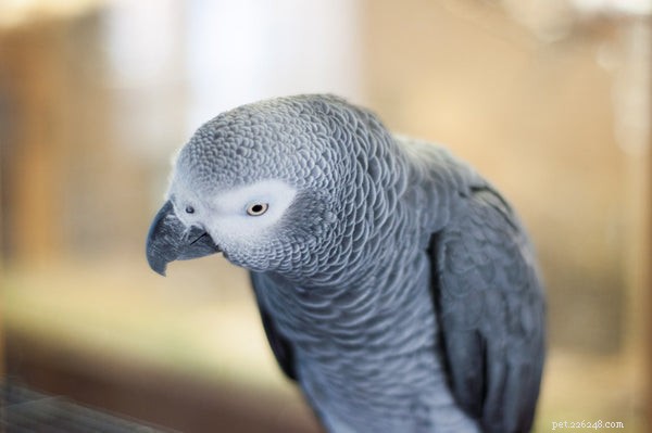 Verschillende soorten vogels:alles wat u moet weten voordat u adopteert