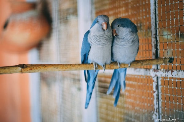 Petits oiseaux de compagnie :4 des meilleurs petits oiseaux que vous pouvez adopter aujourd hui