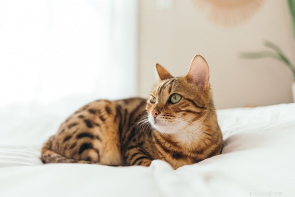 Kattintelligens:Är katter smartare än de låter vara?