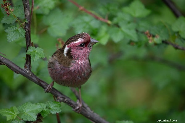 Pequenos pássaros de estimação:4 dos melhores pássaros pequenos que você pode adotar hoje