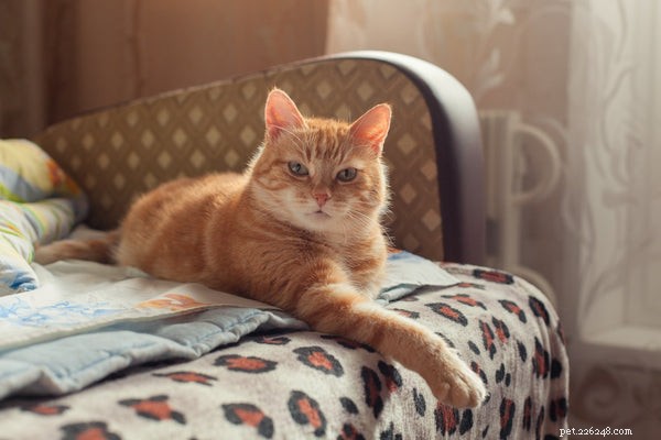 Kattintelligens:Är katter smartare än de låter vara?