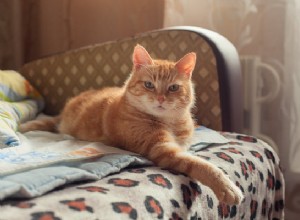 Кошачий интеллект:действительно ли кошки умнее, чем кажется?