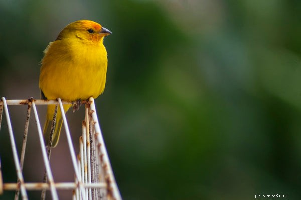 Piccoli uccelli da compagnia:4 dei migliori piccoli uccelli che puoi adottare oggi