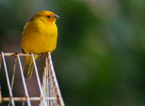 Malí ptáčci:4 z nejlepších malých ptáků, které si dnes můžete osvojit