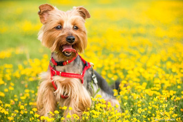 Aqui estão os 5 melhores cães de pequeno porte