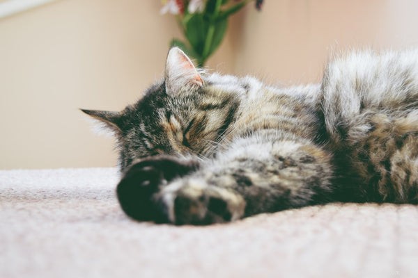 7 прививок для кошек, о которых вам нужно знать