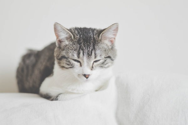 7 прививок для кошек, о которых вам нужно знать