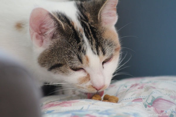 Aqui estão 3 razões pelas quais você precisa de um alimentador de gato cronometrado