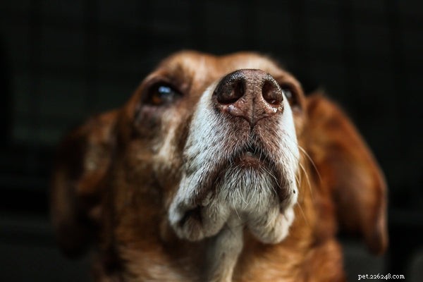 Muso del cane:problemi di salute che devi conoscere