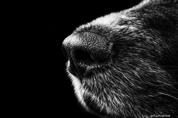 犬の鼻：あなたが知る必要がある健康上の問題 