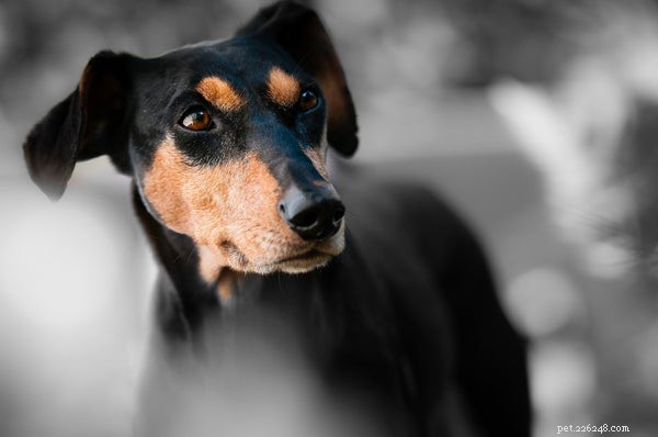 Hondensnuit:gezondheidsproblemen die u moet kennen