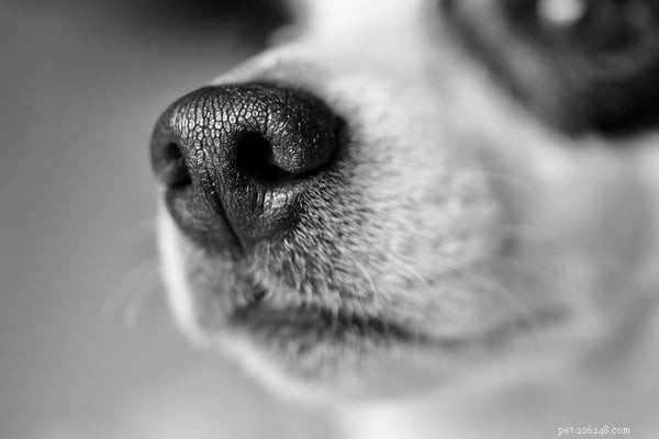 Muso del cane:problemi di salute che devi conoscere