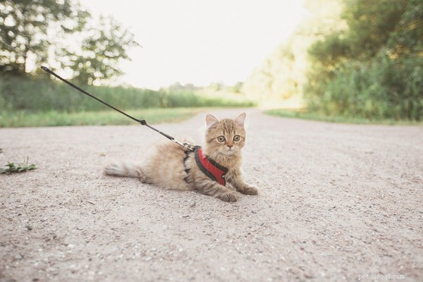 Cinq raisons pour lesquelles vous devriez promener votre chat